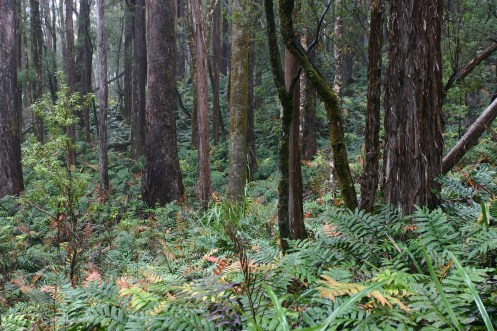 A patch of easy terrain on Convict Range 3