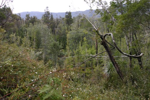 Princess Range from the flanks of the Convict Range 1